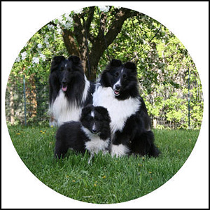 Madselin Shelties & Mini Longhair Dachsies Perm. Reg'd.