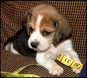 Pups Heaven Kennels