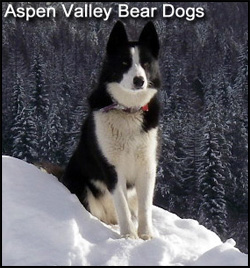 Aspen Valley Kennels