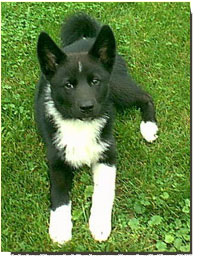 Karelian Bear Dog