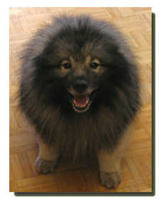 Keeshond