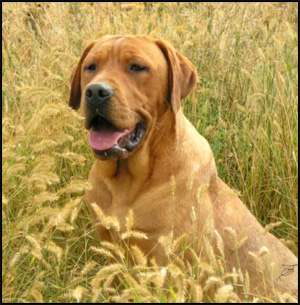 Emelson Labradors