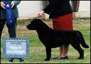 Erlastyn English Labradors