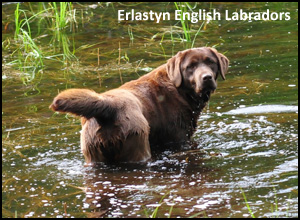 Erlastyn Kennel