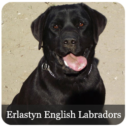 Erlastyn English Labradors