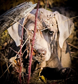 Owlseye Lake Labradors