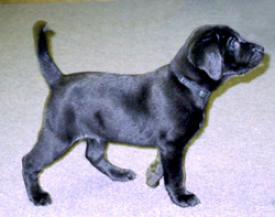 Walk on Water Labs