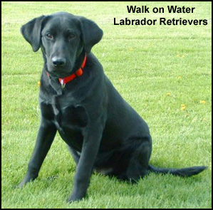 Walk On Water Labradors