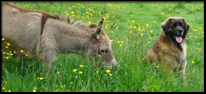 Heronview Leonbergers