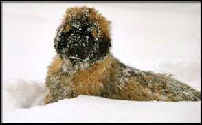 Heronview Leonbergers