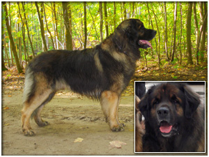 Leo Valley Leonbergers