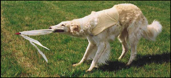 Lure Coursing Machine for Dogs - National Borzoi Club