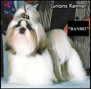 Lurians Shih Tzu