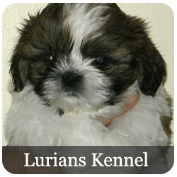 Lurians Kennel