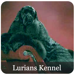 Lurians Kennel Registered