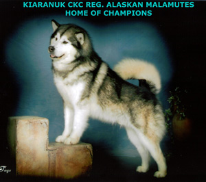 alaskan malamute  breeders