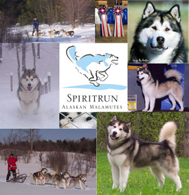 piritrun Reg'd Alaskan Malamutes