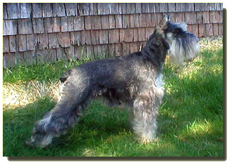 Miniature Schnauzer