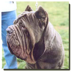 Neapolitan Mastiff