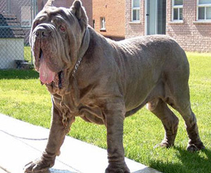 Neapolitan Mastiff