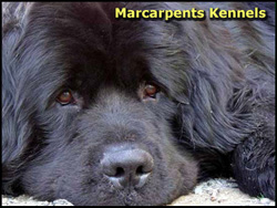Marcarpents Kennels