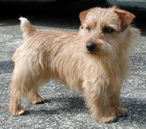 Norfolk Terrier