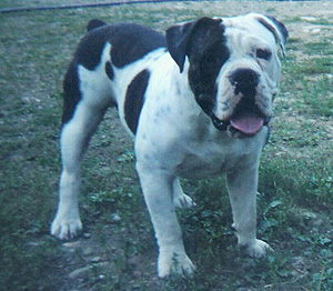 Olde English Bulldogge