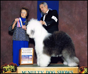 Old English Sheepdog Breeders - Elevage Bagatelle