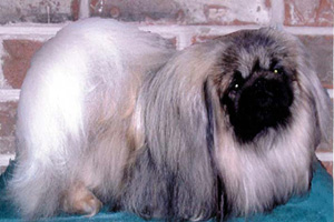 Pekingese