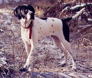 Pointer
