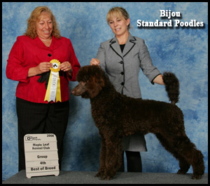 Bijou Standard Poodles