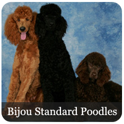 Bijou Standard Poodles