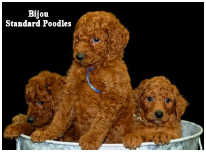 Bijou Standard Poodles