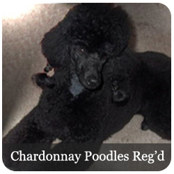 Chardonnay Poodles