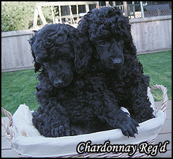 Chardonnay Poodles