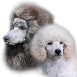 Levenland Poodles