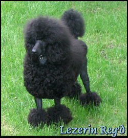 Lezerin Poodles