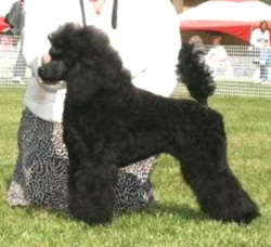 Miniature Poodle Breeders - Lezerin Reg'd Miniature Poodles