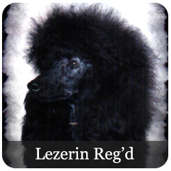 Lezerin Poodles