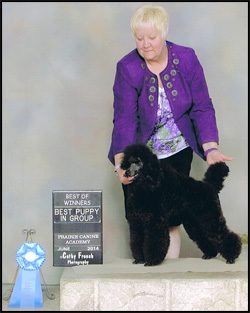 Miniature Poodle Breeders - Tyramara Poodles (Perm) Reg'd