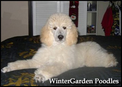 Wintergarden Poodles