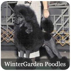 WinterGarden Standard Poodles