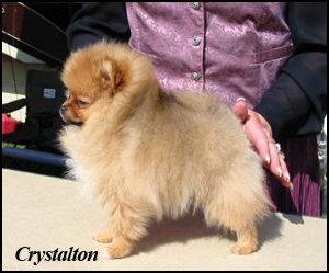 Crystalton Pomeranians