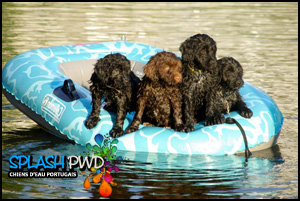 Splash Water Dogs
