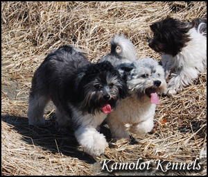 Kamolot Kennels