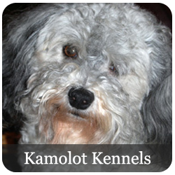 Kamolot Kennels