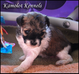 Kamolot Kennels