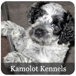 Kamolot Portuguese Water Dogs