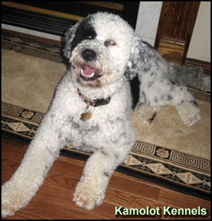 Kamolot Kennels