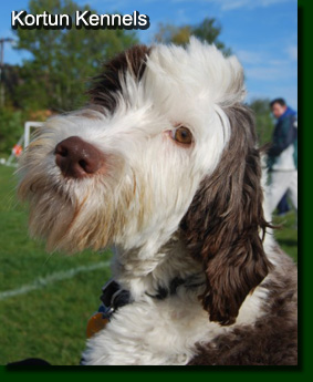 Kortun Kennels